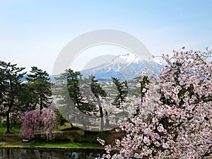 Cherry blossom and Mount Iwaki in Aomori, JAPAN. View from the Hirosaki Castle Park (å¼˜å‰åŸŽå…¬åœ’)